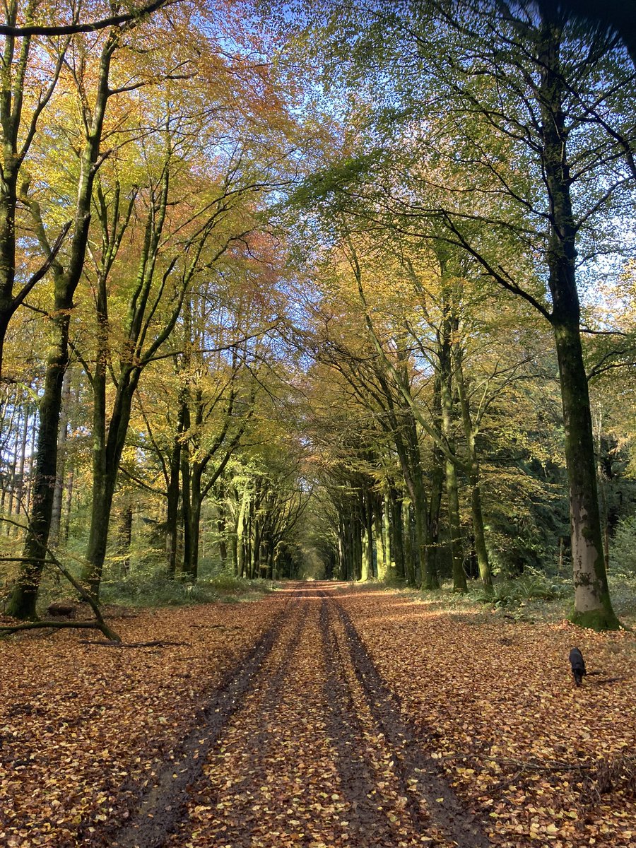 Autumn 🍂🍁🧡