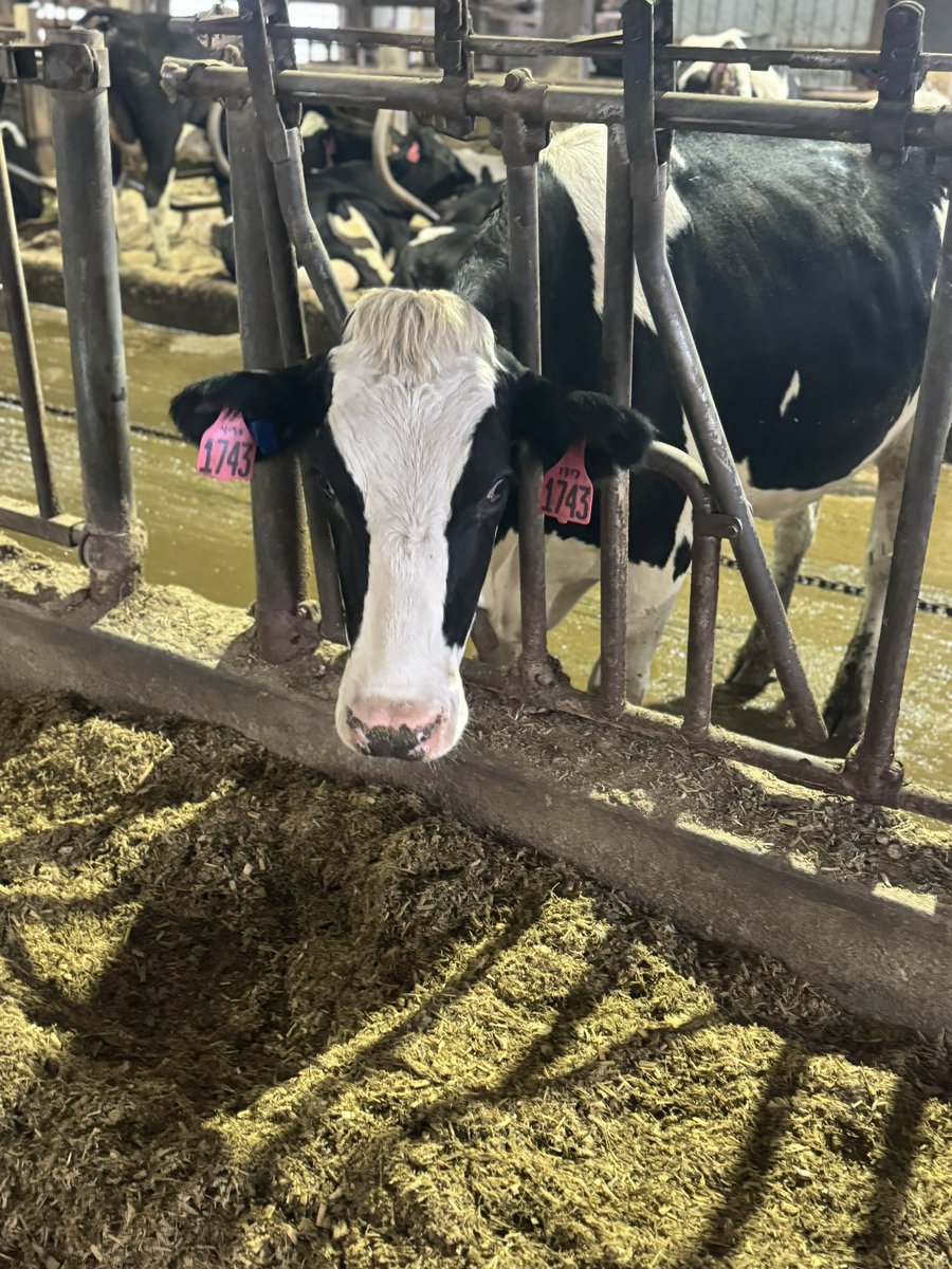 coach_haldeman's tweet photo. We have had a lot of fun on our Rockford trip! Unfortunately the game didnโt go our way. #allforhim #letsgowolfpack #dairycow https://t.co/SYT0UuKyAy