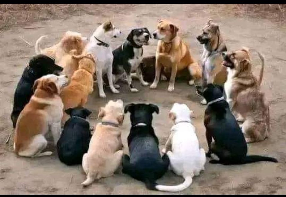 MaxSunset65's tweet image. Arabian leaders