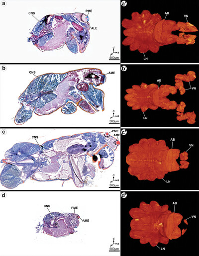 We like to share this new publication on SPIDER BRAINS. A comparative study on 2 web building spiders and two cursorial spiders #Uhl_lab # onlinelibrary.wiley.com/doi/full/10.10…