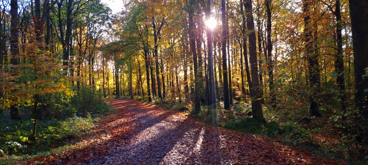 Enda Young (@endayoung) on Twitter photo 50th time volunteering <a href="/GarvaghFparkrun/">Garvagh Forest parkrun</a> this morning. Some spot for it.
Join us every Saturday morning to run, jog or walk in the forest 🌳 #parkrun #parkrunday parkrun.org.uk/garvaghforest/ 50th time volunteering <a href="/GarvaghFparkrun/">Garvagh Forest parkrun</a> this morning. Some spot for it.
Join us every Saturday morning to run, jog or walk in the forest 🌳 #parkrun #parkrunday parkrun.org.uk/garvaghforest/