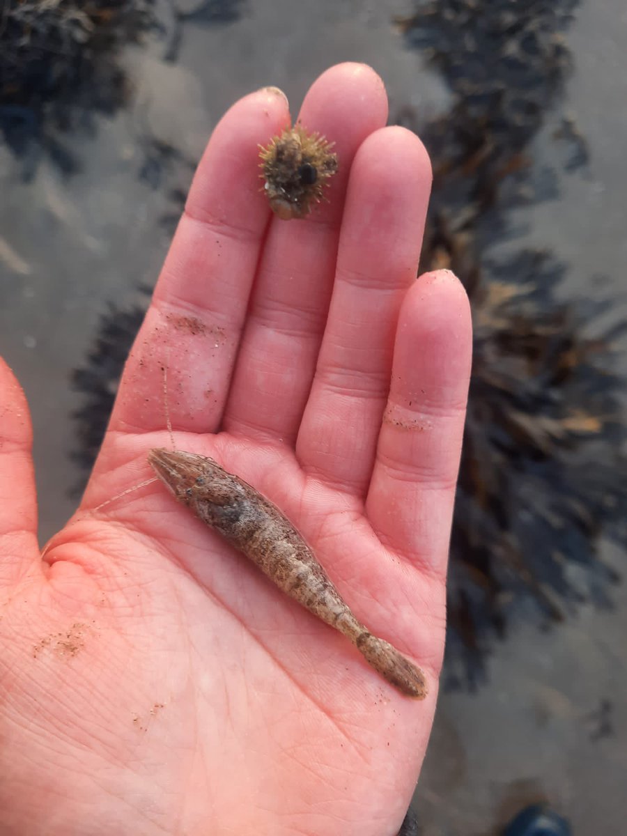 Found some wonderful species today during our marine recording session! Thank you to everyone who braved the brisk (but beautiful) day