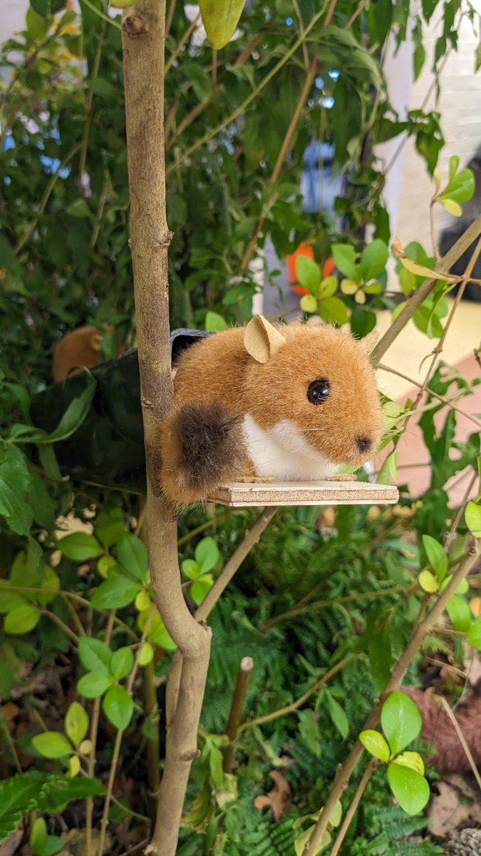 People's Trust for Endangered Species tweet media