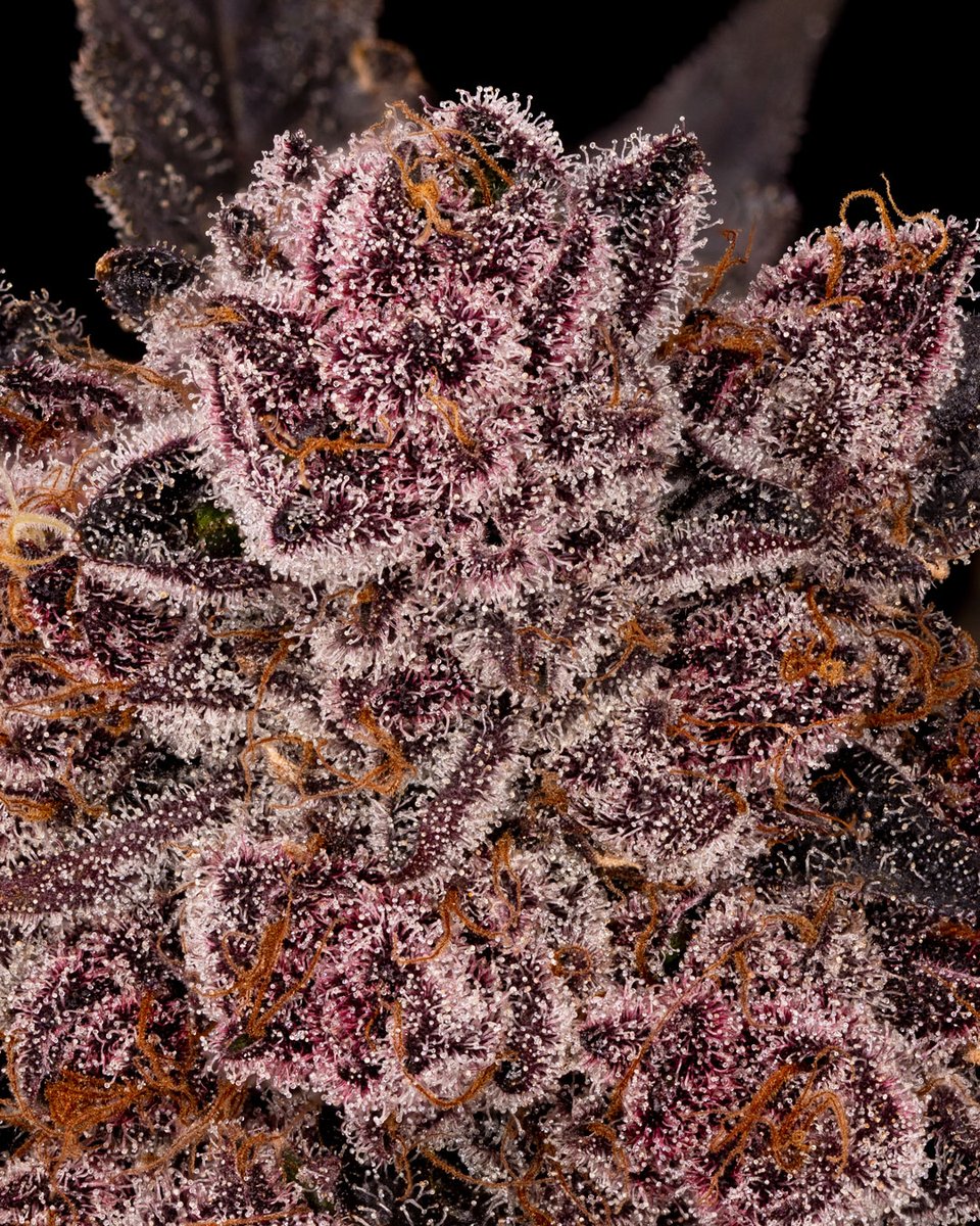 dcpremierfarms's tweet photo. Tropicana Cherry 
#CannabisCommunity #cannabisculture #WeedLovers #wakeandbake #green #StonerFam https://t.co/SVPAFmuTjI