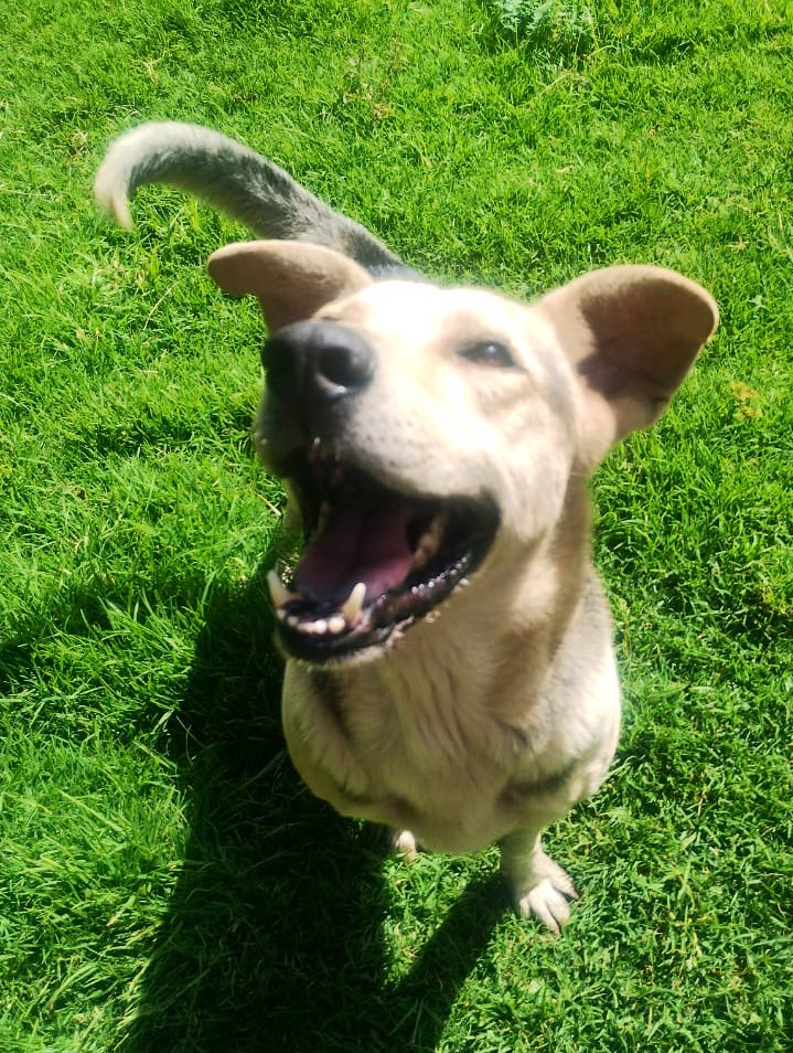 FundacionToby's tweet image. Totopo vivía con Javi, llegaron juntos pero cuando llegaron al refugio después de la pensión, se atacaron y los tuvimos que separar.

Totopo era muy reactivo y te gruñía horrible (en la sección de chismes toby, cuando llegaron de la pensión lo confundí con Bolillo y corrí a…