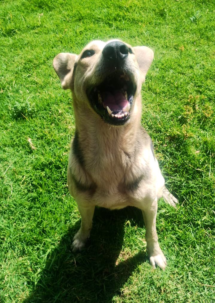 FundacionToby's tweet image. Totopo vivía con Javi, llegaron juntos pero cuando llegaron al refugio después de la pensión, se atacaron y los tuvimos que separar.

Totopo era muy reactivo y te gruñía horrible (en la sección de chismes toby, cuando llegaron de la pensión lo confundí con Bolillo y corrí a…