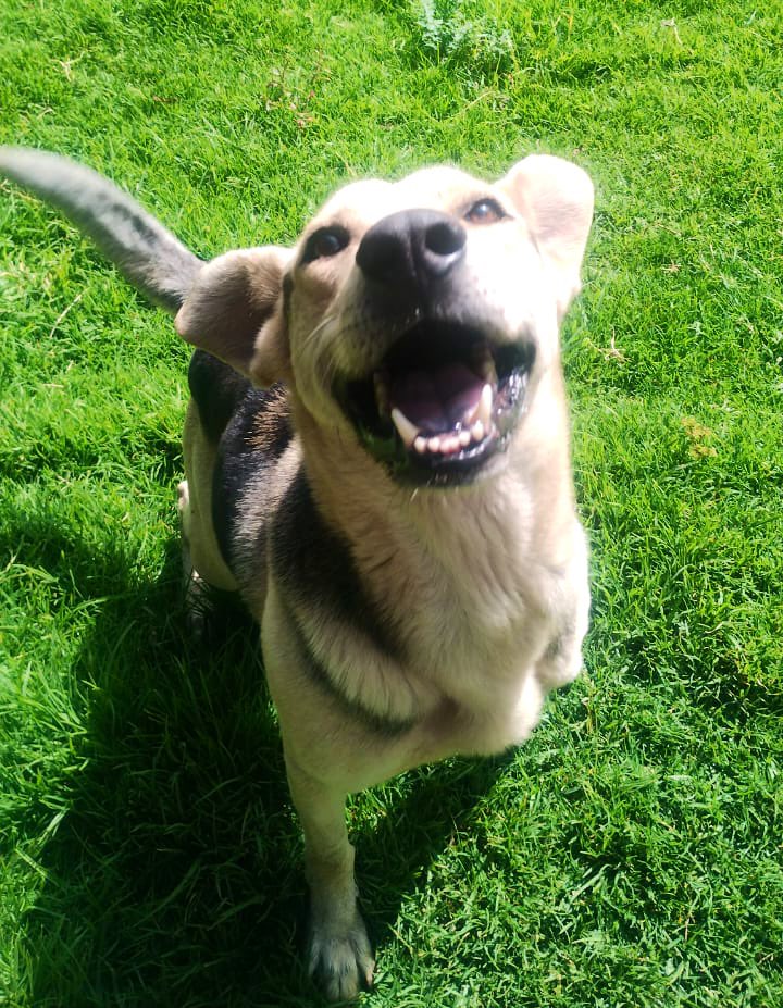 FundacionToby's tweet image. Totopo vivía con Javi, llegaron juntos pero cuando llegaron al refugio después de la pensión, se atacaron y los tuvimos que separar.

Totopo era muy reactivo y te gruñía horrible (en la sección de chismes toby, cuando llegaron de la pensión lo confundí con Bolillo y corrí a…