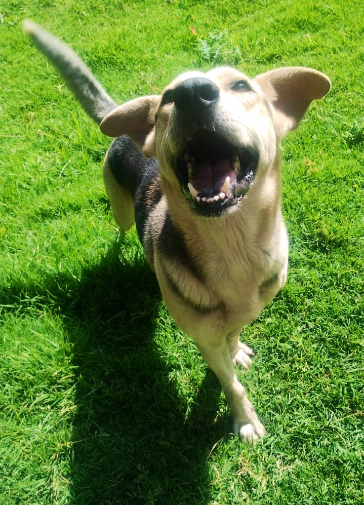 FundacionToby's tweet image. Totopo vivía con Javi, llegaron juntos pero cuando llegaron al refugio después de la pensión, se atacaron y los tuvimos que separar.

Totopo era muy reactivo y te gruñía horrible (en la sección de chismes toby, cuando llegaron de la pensión lo confundí con Bolillo y corrí a…