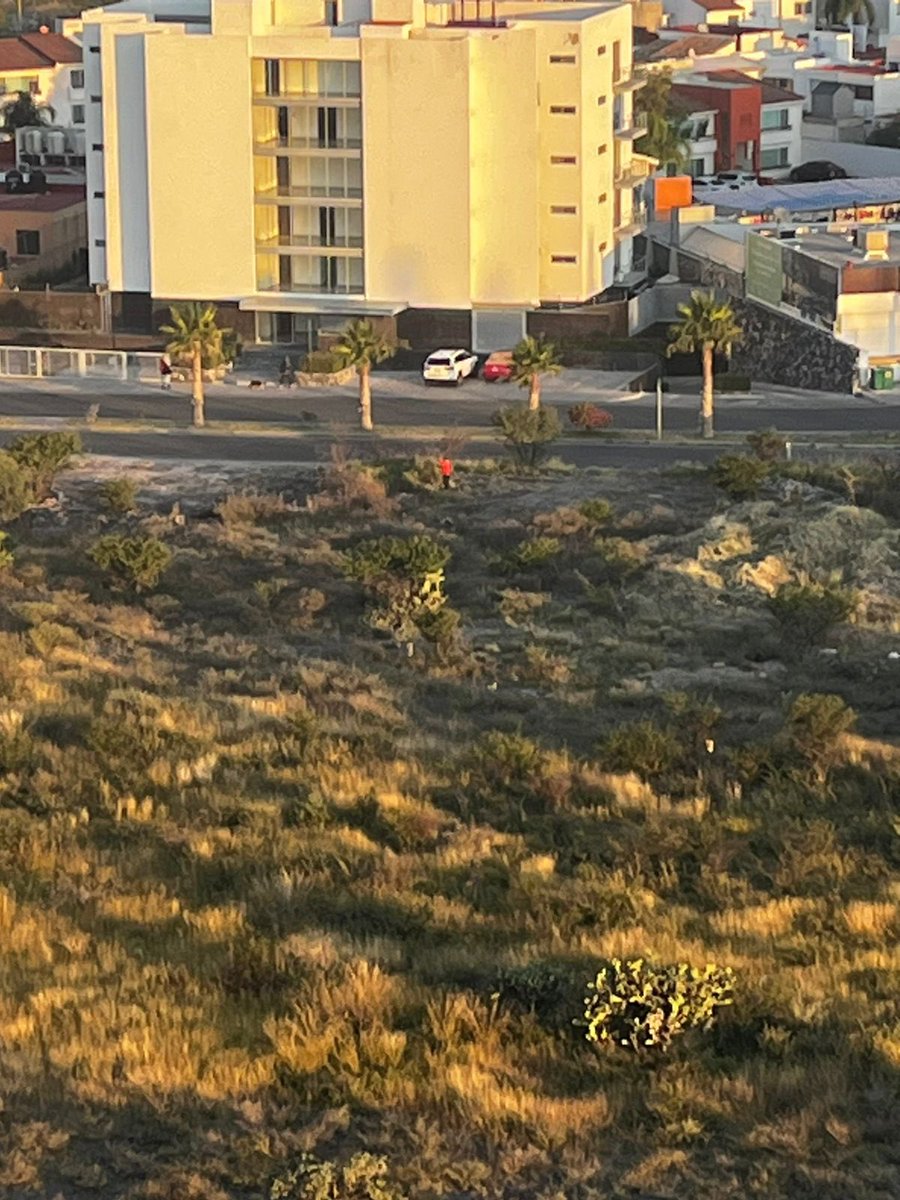 mainespc_mai's tweet photo. @Pajaropolitico Continuamos sin energía eléctrica y además fue un acto de vandalismo por perseguir otros intereses. Ya son varios incendios en ese predio para presionar @CFEmx @CFE_Contigo https://t.co/m4oXoK1WTn