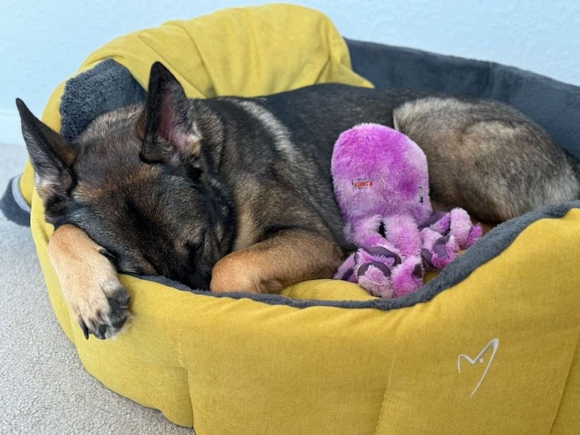 GorPets's tweet photo. Weekends are for lie ins S
1 absolutely lubs my new bed from @gorpets it's so comfy and the sides help me feel lovely &amp; secure I never want to get out of it It also has a matching blankie that mumma likes to use so I can snuggle up on the sota with her https://t.co/oA6Vwmu24o