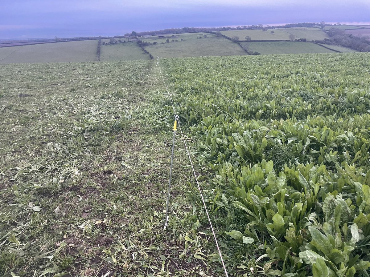 1dangammon's tweet photo. Herbal leys/MSS are not just for droughty summers, but also providing mid November fodder for milking cows. 💪 great underfoot conditions considering the amount of rain we’ve had in the past month. https://t.co/BQcIJAuYzT