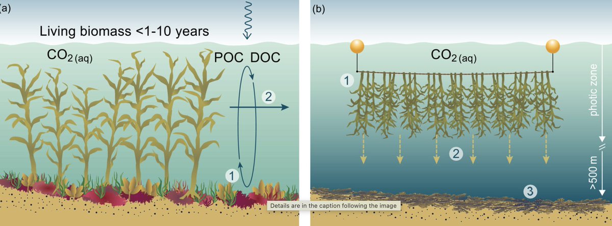 Th_Mock's tweet image. New perspective piece in @JPhycology 

Will it be possible to use #seaweeds for #carbon removal offsets?

onlinelibrary.wiley.com/doi/full/10.11…