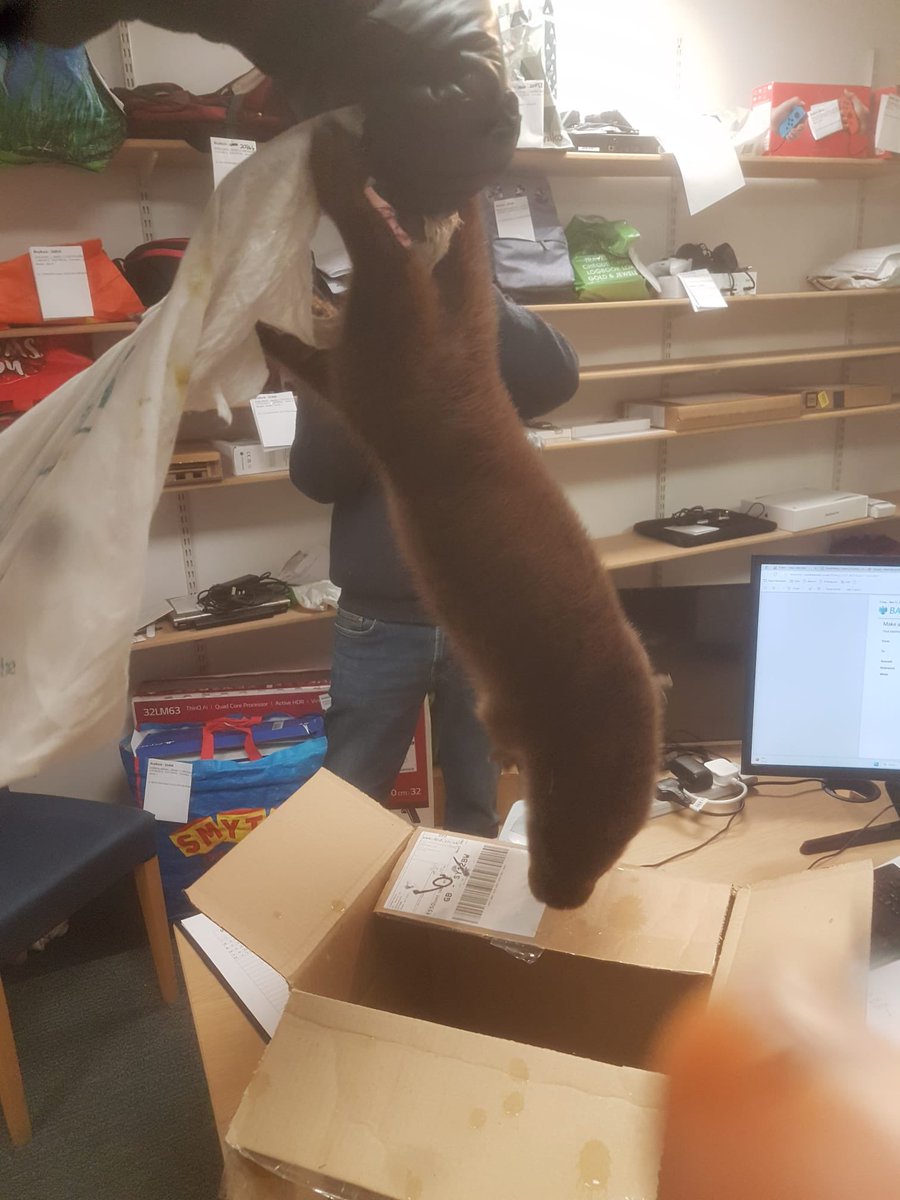 prosecure2000's tweet image. Well it’s certainly been an eventful day so far!! 
Thank god for Camera Phones as we don’t think @ShrewsburyTC would believe our report otherwise!! Ha ha ha. 
#SecurityWithASmile #KeepingShrewsburySafe