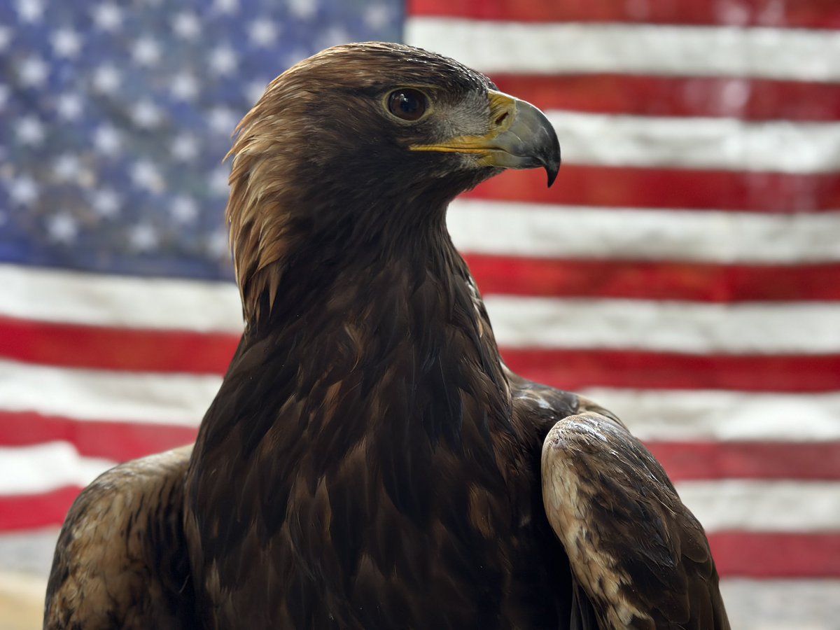 WarEagle's tweet photo. Thank you to our veterans for your service to our country! #VeteransDay #Aurea #WarEagle https://t.co/K71qmRCgH3