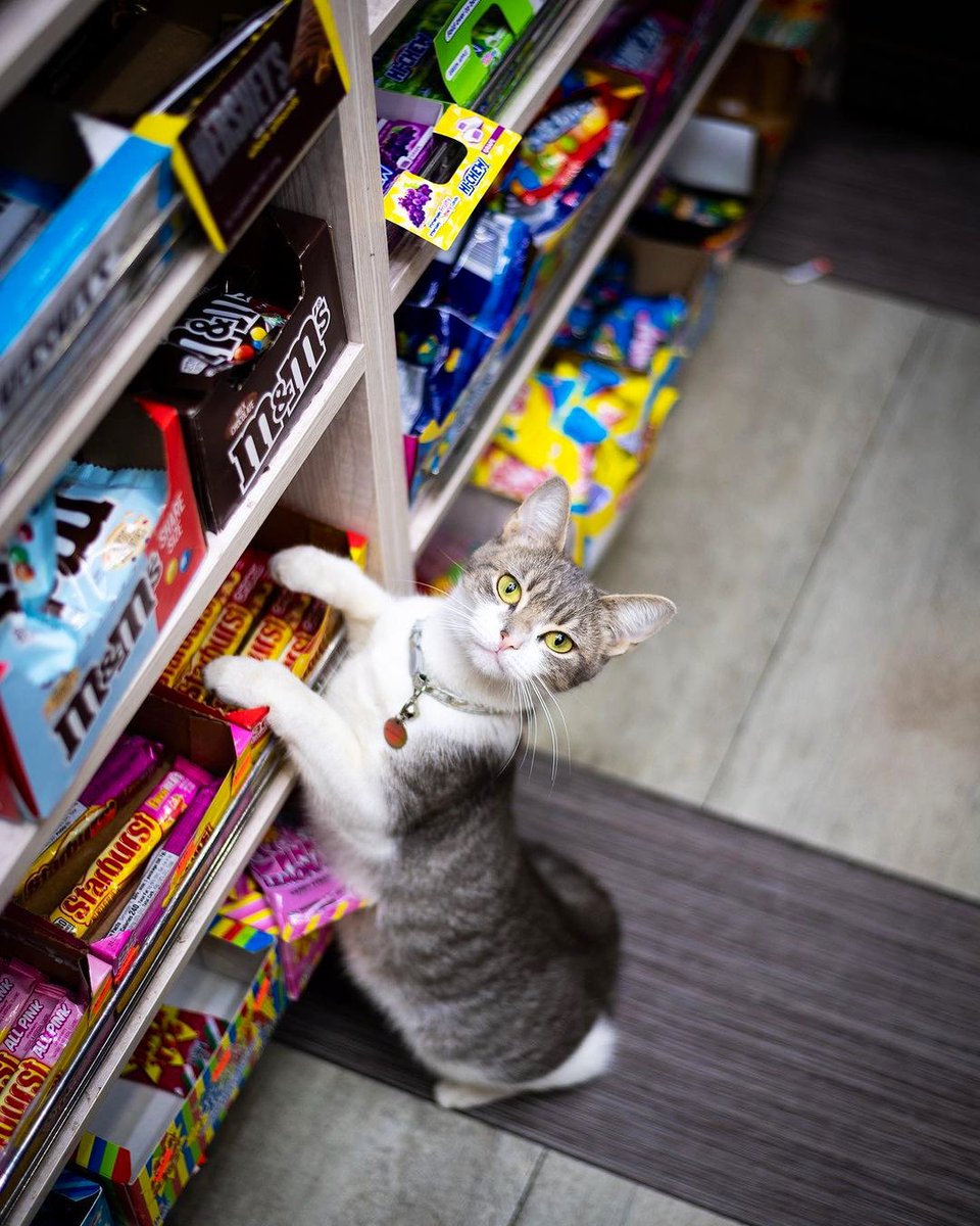 Bodegacats_'s tweet image. 