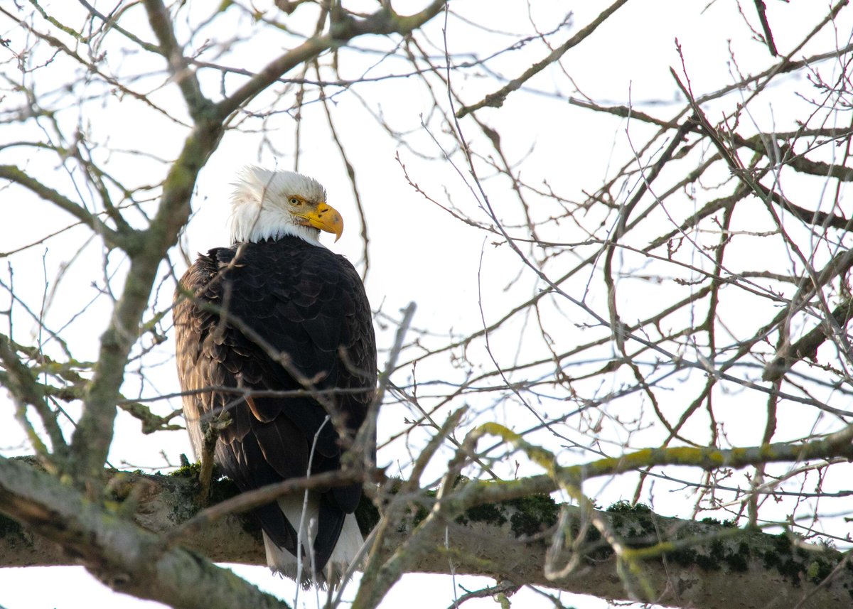 Today, we celebrate and thank our veterans for their dedicated service to our country. #VeteransDay 📷: Amy A. Hallman