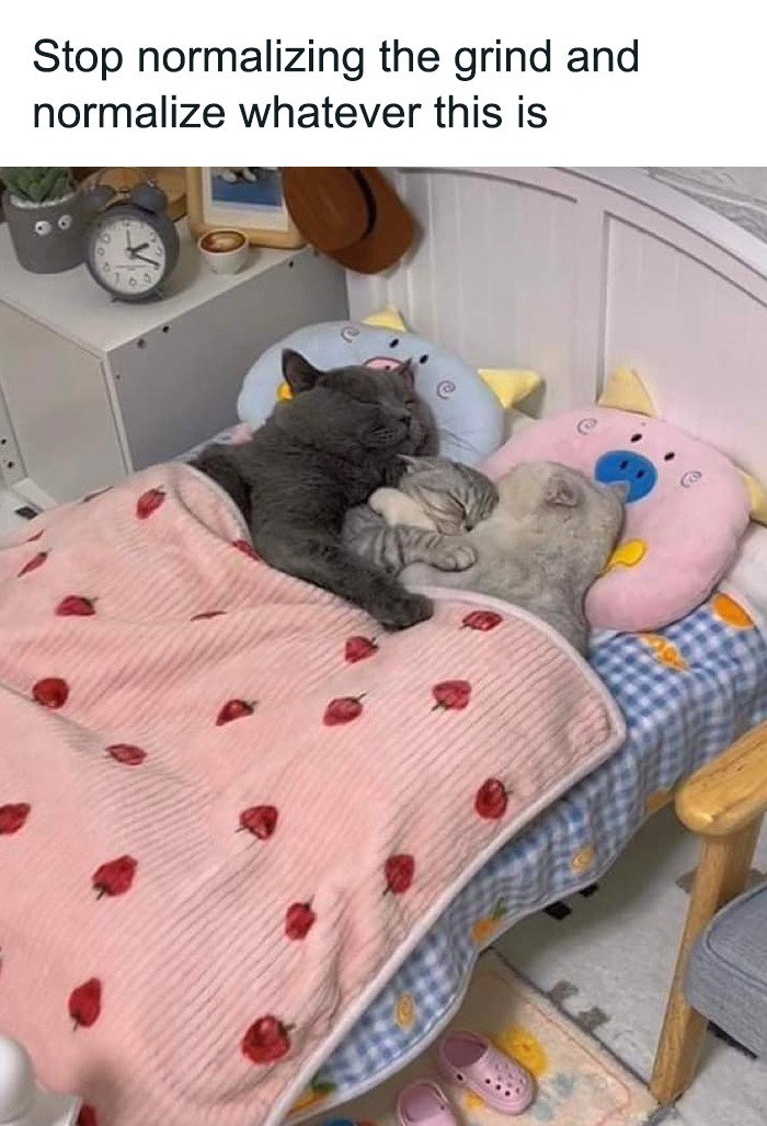 WholesomeMeme's tweet image. 