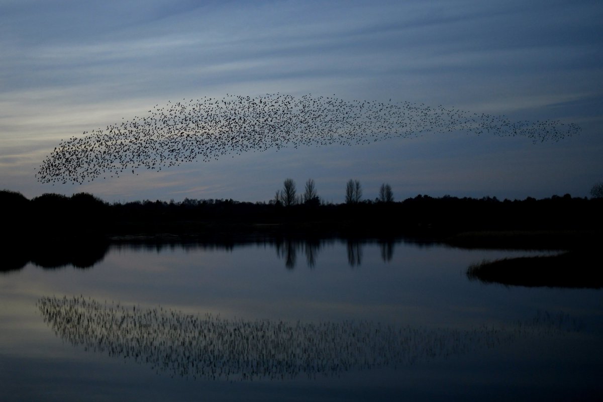 Tonight's murmuration at Turraun Wetlands, just before they landed for the night in the reed beds @LoughBooraPark