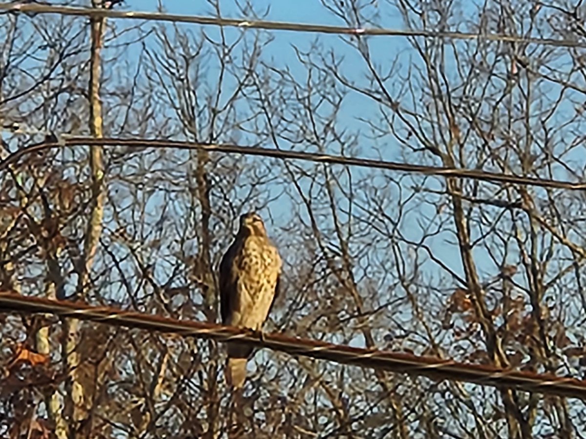Here's the latest visitor to the backyard of West Virginia Public Television here in Beckley, better known as 'Wild Kingdom'...my birdologist friends: is this a hawk?
#WildAndWonderful
#WVPB