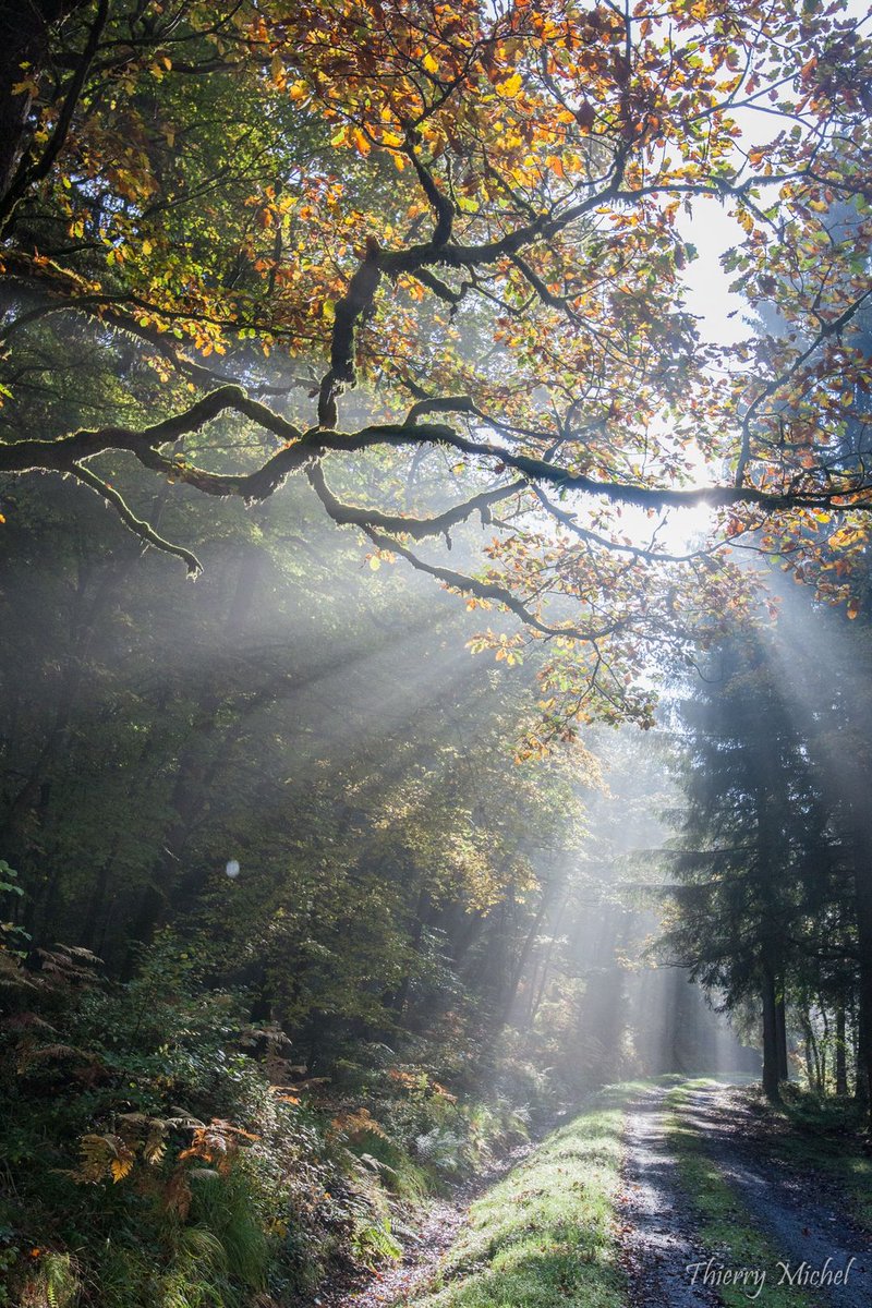 thierrymic's tweet photo. Promenade d'automne dans les #ardennes https://t.co/cRh0ew6qy5