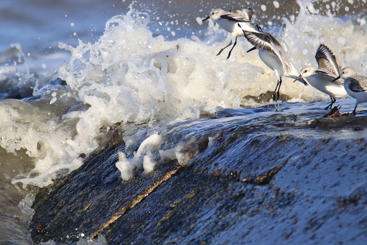 A few recent photos of sanderlings at Minnis Bay