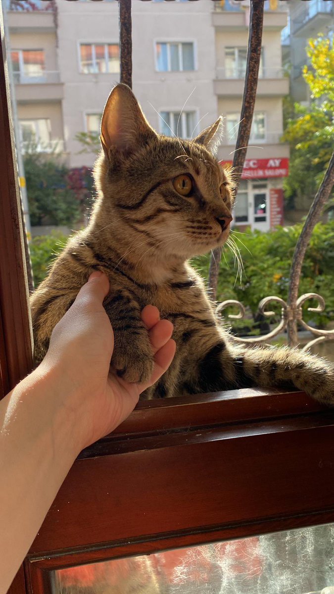 ✨MERHABA✨

bu fotoğrafları az önce arkadaşım attı. söylediğine göre bu miniş sokaktaki diğer hayvanlardan çok korkuyormuş ve kaçıp ağaca tırmanıyor, oradan da inemiyormuş. ilk birkaç gün arkadaşım indirmiş ve bakmış ancak alerjisi nedeniye eve alması mümkün değil++