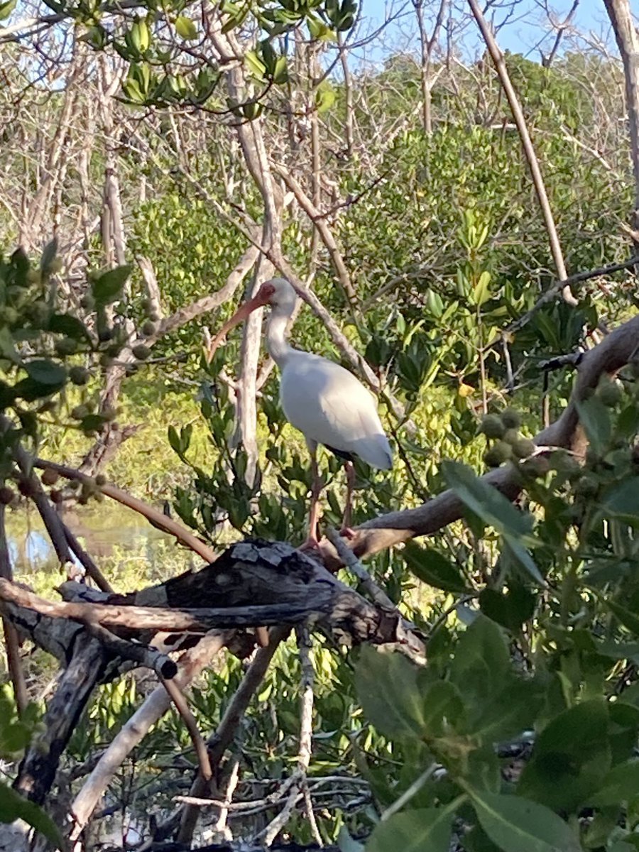 cy954's tweet photo. Good morning from #Longkeystatepark https://t.co/FWMthRntxP