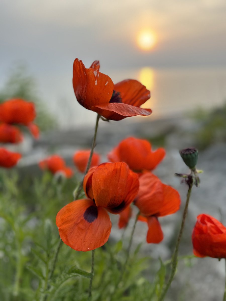 Remembrance Day November 11th in honour of all those who gave parts of and all of their lives for peace and freedom, and to those who continue to fight for this today🙏🏽❤️
#RemembanceDay #freedom #peace