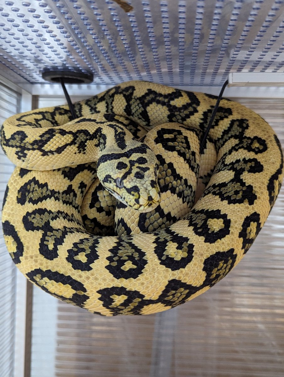 forsteri_SP's tweet image. ダイヤジャングルジャガー
ケージ中のライトの回線に巻き付く様子。グリーンパイソンみたいな巻き方してんな
#carpetPython
#moreliaspilota