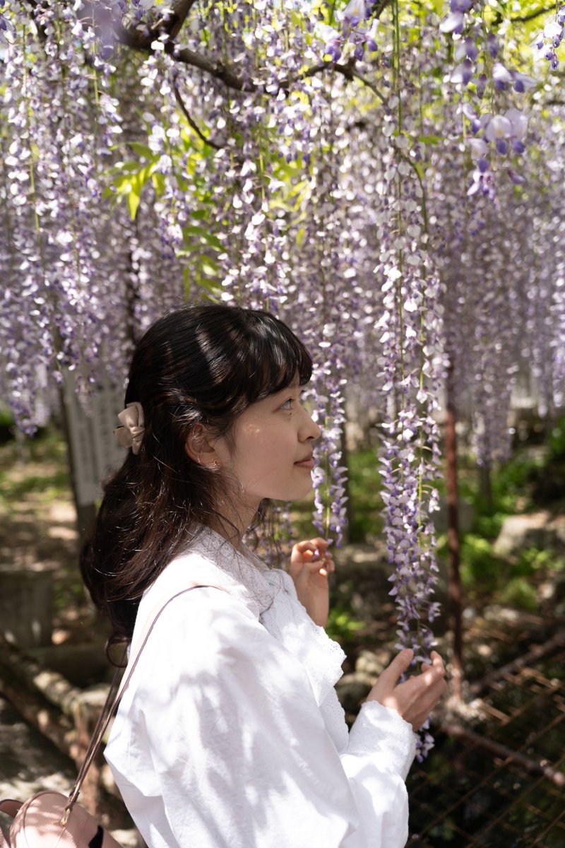 Sakippo_948bdb's tweet image. 今年撮ってもらった藤の写真にアップデート✨️

#新しいプロフィール画像
#ポートレート