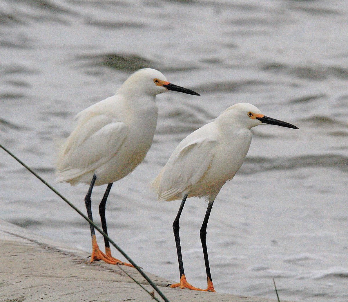 prairieguy2016's tweet photo. Throwback Shorebird/Wadingbird Saturday! The striking contrast of the snow white bodies & deep black beaks & legs. Add a little flare of the yellow on the heads & of course the orange feet. A pair of Snowy Egrets. #brds #northdakota #prairie #wetlands https://t.co/KXzLr1VkKM