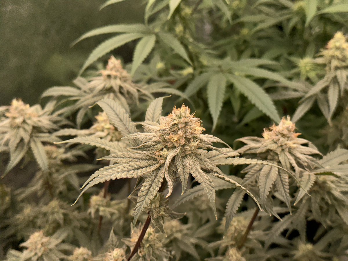 justdigthisman's tweet image. Blueberry muffin by @humboldtseeds she is frosty 🥶🫐 and smells amazing can’t wait to 🪓 not long now 
#lumatek #advancednutrients #cannabisgrower #CannabisCommunity #CannaLand