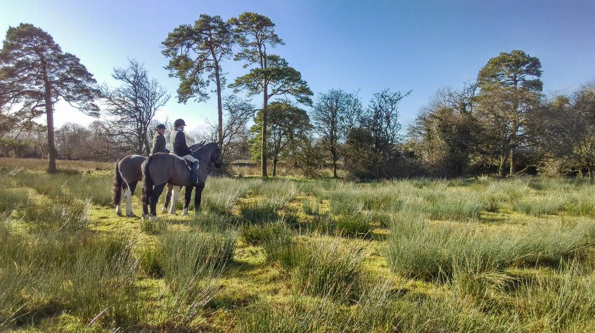 Beneath skies where meadows sway,
Horses, companions in the light of day.
With gentle eyes and spirits kind,
They offer solace, a peace of mind.
#ponyhour
#lovehorses #horseriding #horses