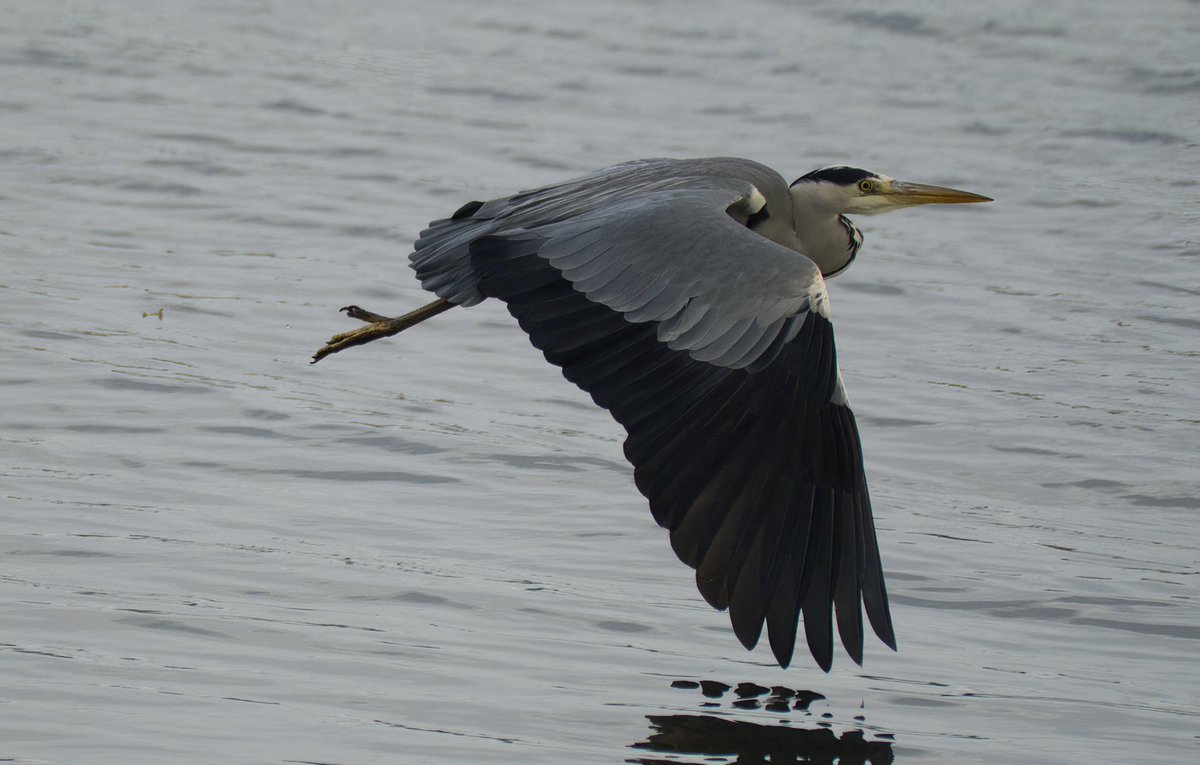 Grey Heron, Castleward Fuji xt4 100-400 &amp; 1.4 teleconverter handheld