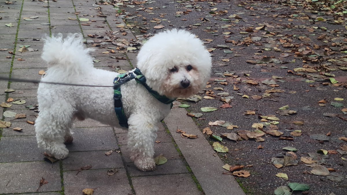 Pogotowie_IT's tweet photo. Ten jegomość mnie kiedyś wykończy 😩
Miał być krótki spacerek🚶‍♂️ z psem 🐕, a wyszło, jak zawsze 🤷‍♂️
A ten biały drań nawet nie jest zmęczony 🤔
#pies #spacer #Matys https://t.co/1WtMsxn8nX