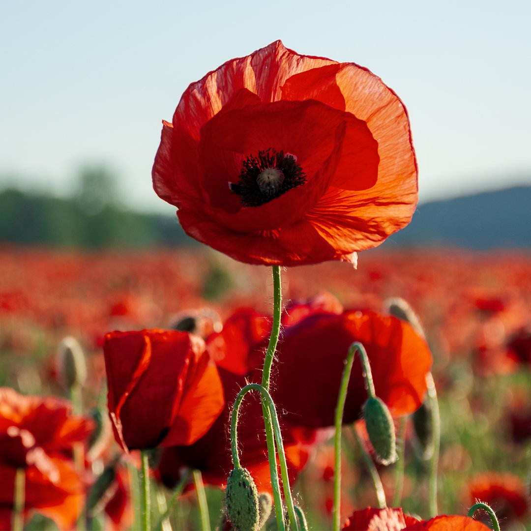 On this #RemembranceDay, we honour the past to build a brighter future for all Canadians.

Branches across Canada will be closed from Nov. 11-13.

Learn how TD supported the Royal Canadian Legion’s 2023 National Poppy Campaign: go.td.com/3QQ4RV4