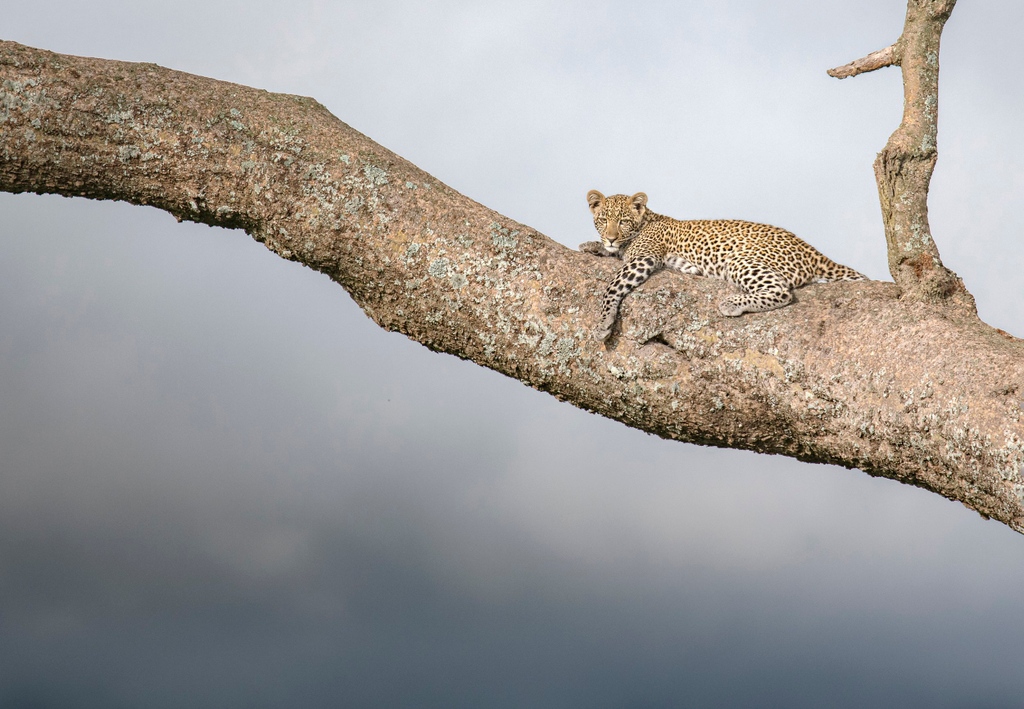 A Leopard prepares for the storm in the most majestic way – perched atop a tree! 🐆 #unforgettableexperience #leopard #tanzania #safari