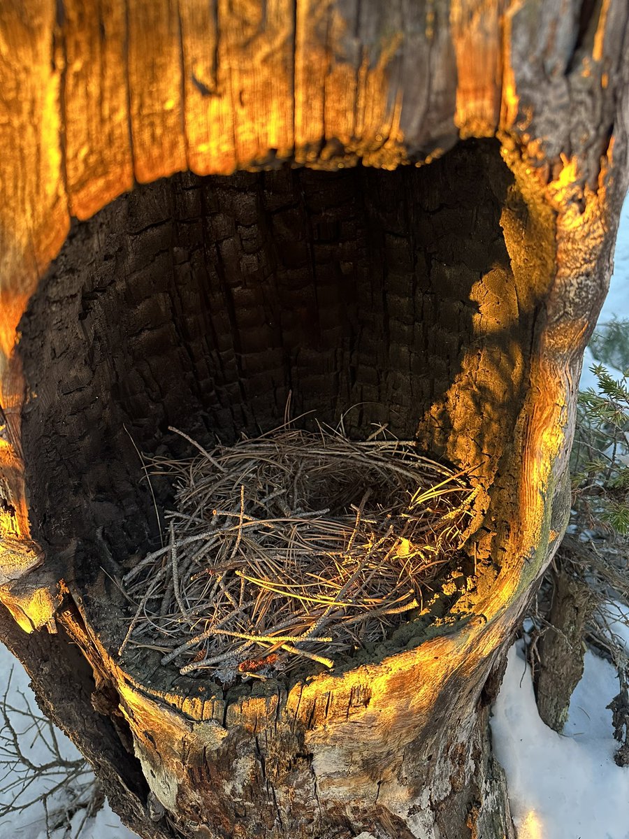 Tracy Ross (@writertracyross) on Twitter photo Good morning, magic. Good morning, magic.