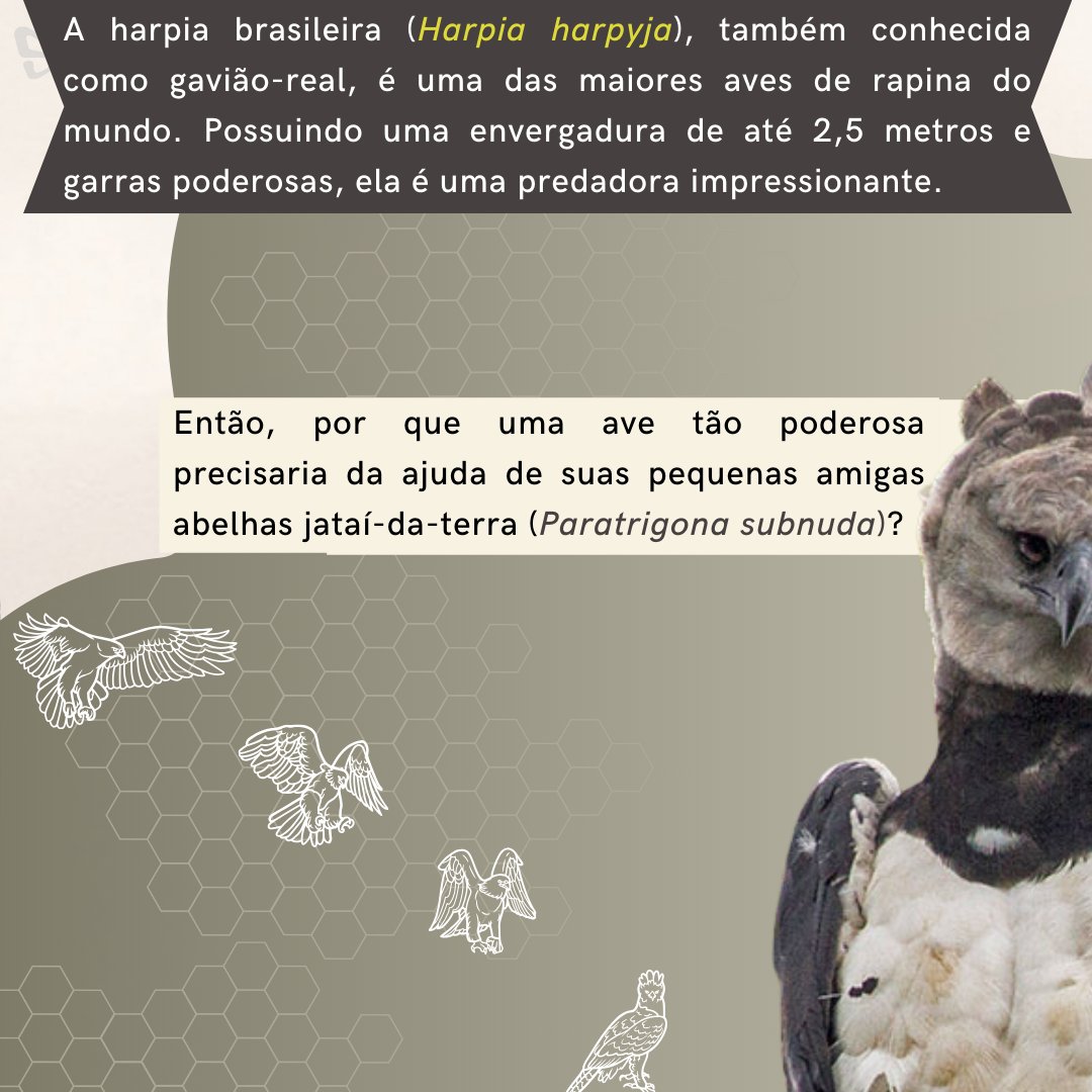 seb_entomologia tweet picture