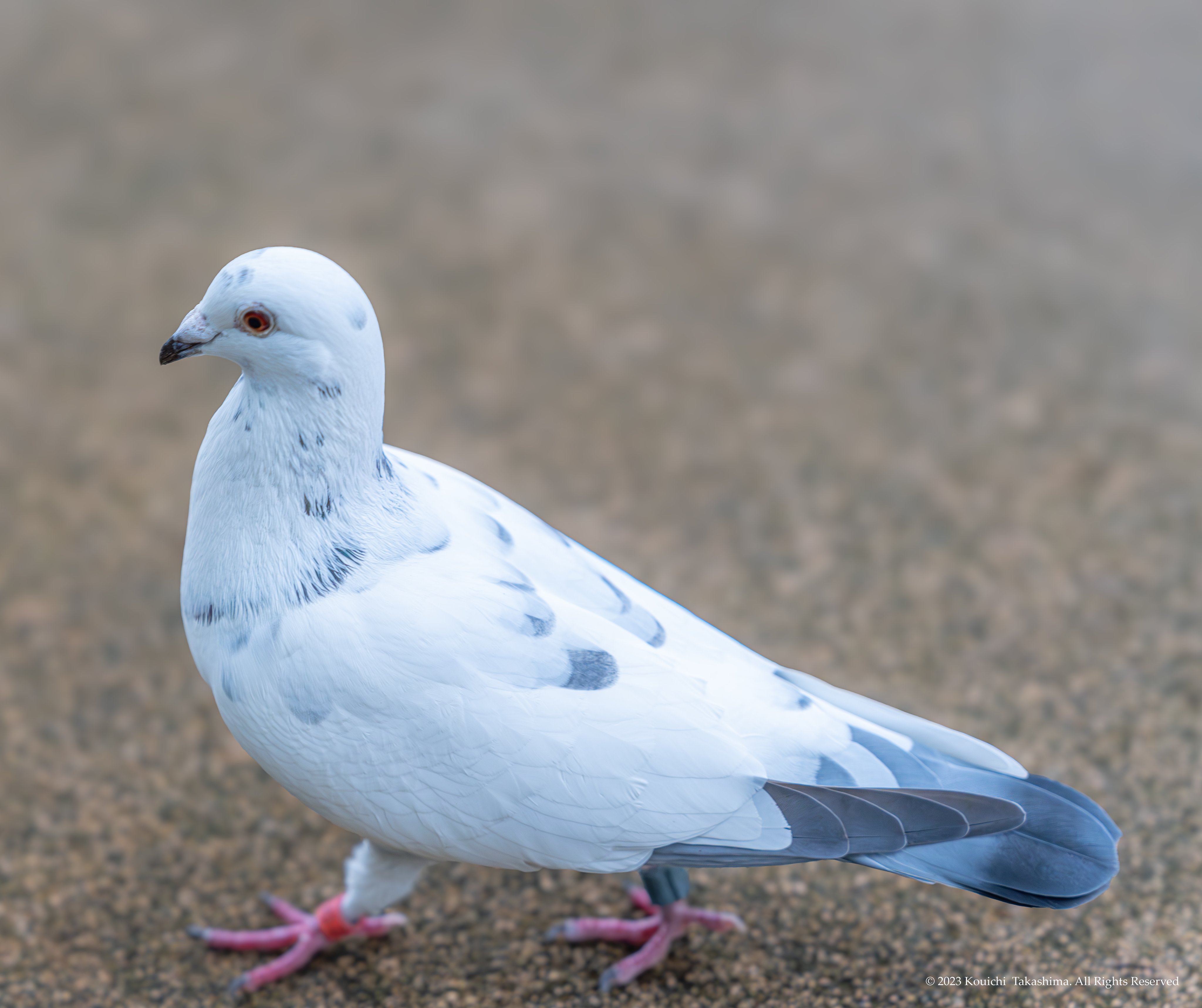 鳩◎ Amazon | Leefasy 樹脂彫刻偽鳥モデル装飾コレクション白鳩置物