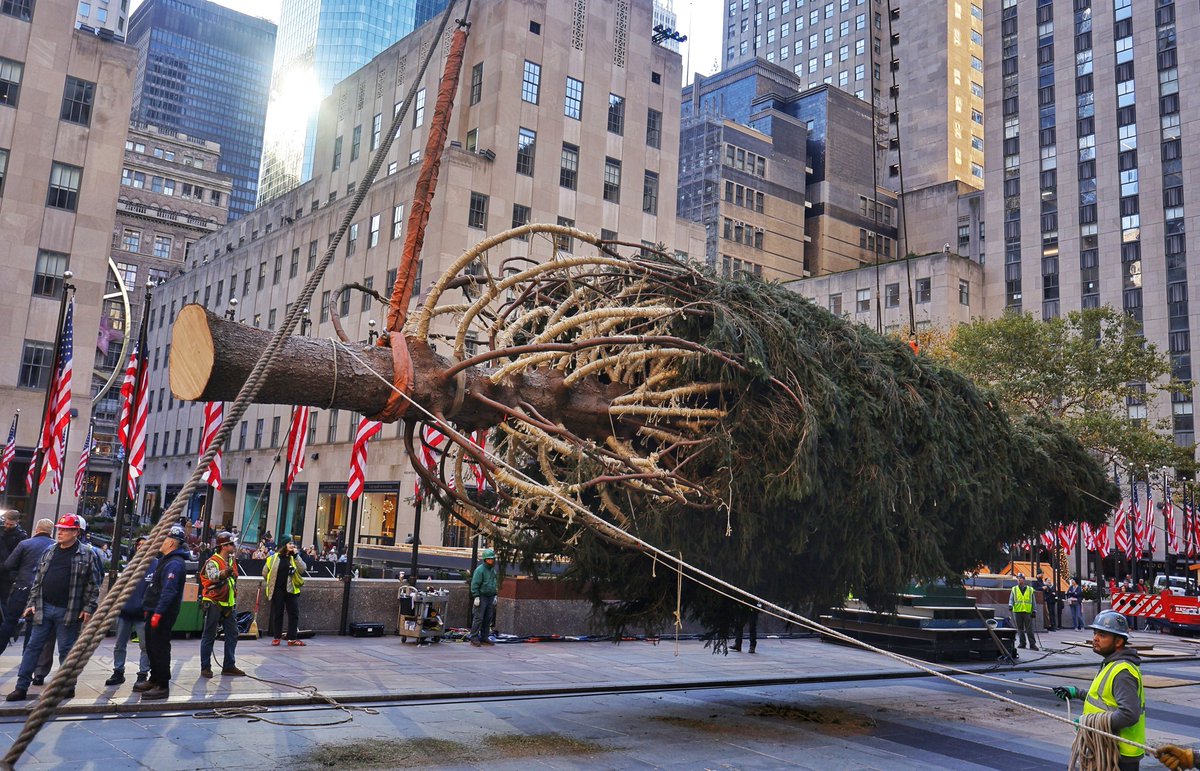 The Rockefeller Center Christmas tree has arrived and is waiting to be lifted into place in New York City, Saturday morning #newyorkcity #nyc #newyork @rockcenternyc #christmastree