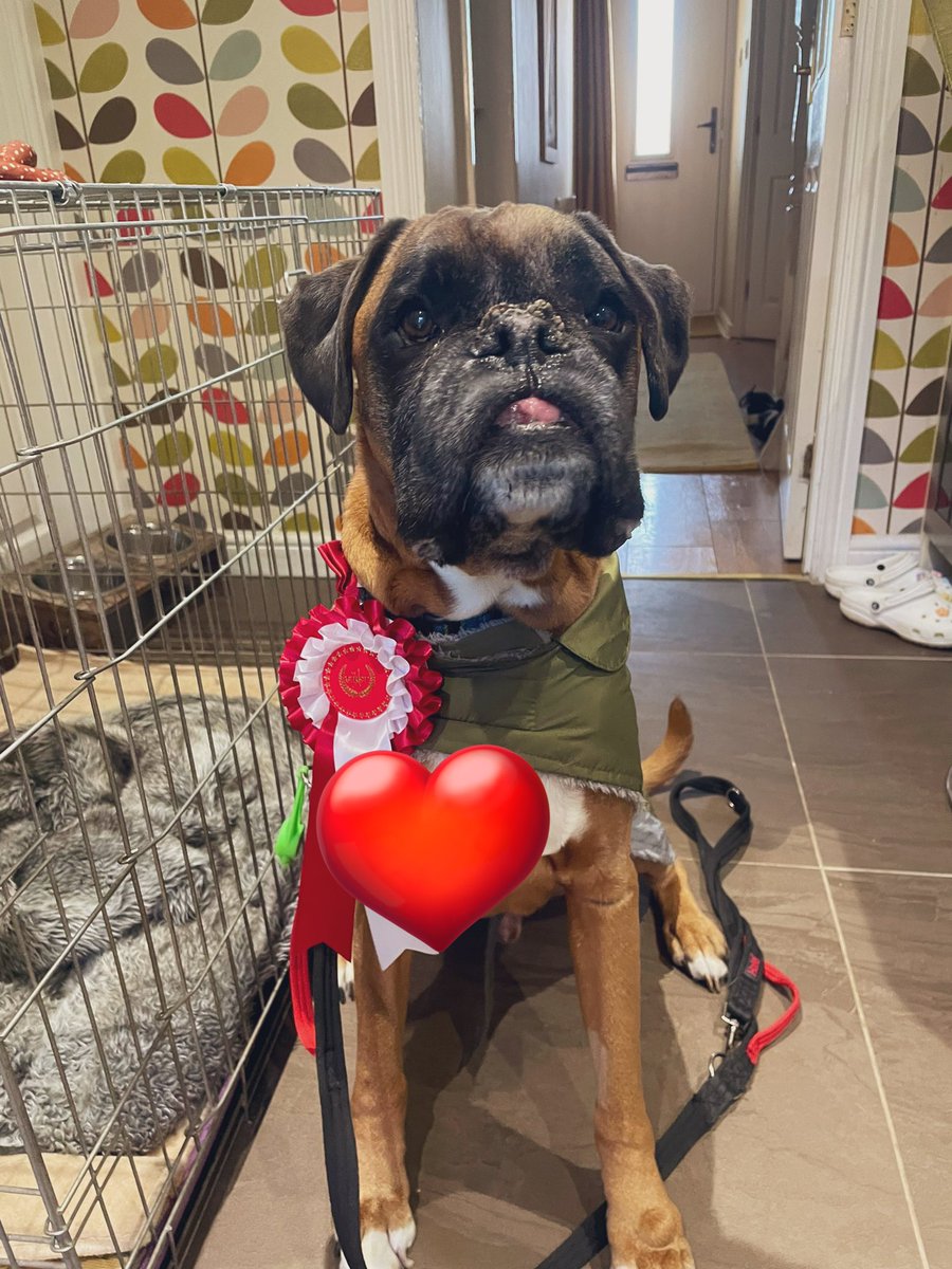 gillypom's tweet image. When your boy is awarded first prize in the village dog competition ❤️ #Boxer #terminalcancer  💔❤️❤️😍🫶🏼