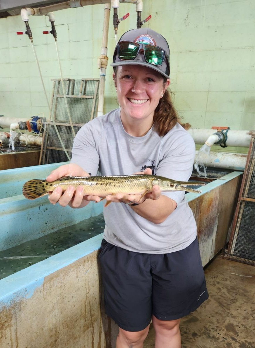ktthomsen23's tweet photo. Heard it was #garweek and wanted to share a pic of a juvenile Alligator Gar. Thankful to work for an agency that values these marvelous creatures and is progressing to learn more about them. @AGFCFisheries https://t.co/Tq4sCaFtJ4