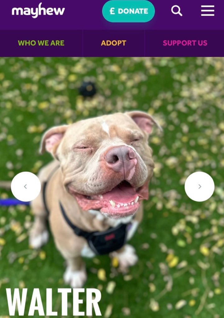 This gorgeous boy needs to find a home, could you be the one? Walter is playful, fun and a truly gentle giant. Please share far &amp; wide to find him his forever home. 
themayhew.org/dogs/walter-2-…