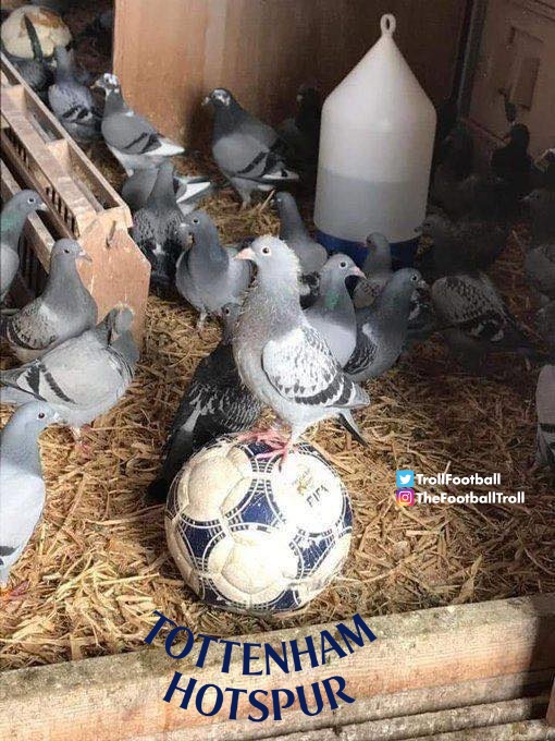 Troll Football tweet media