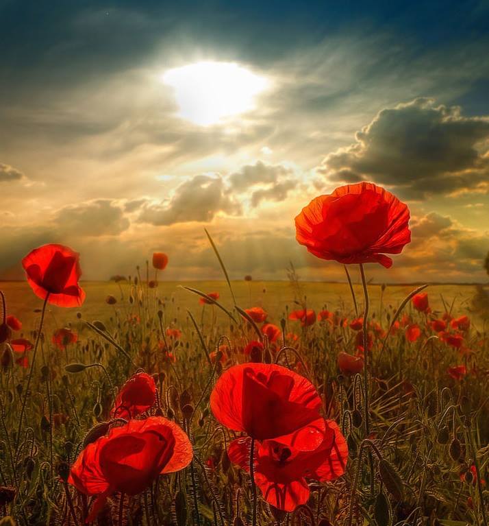 ZOO Media Group Inc. tweet media