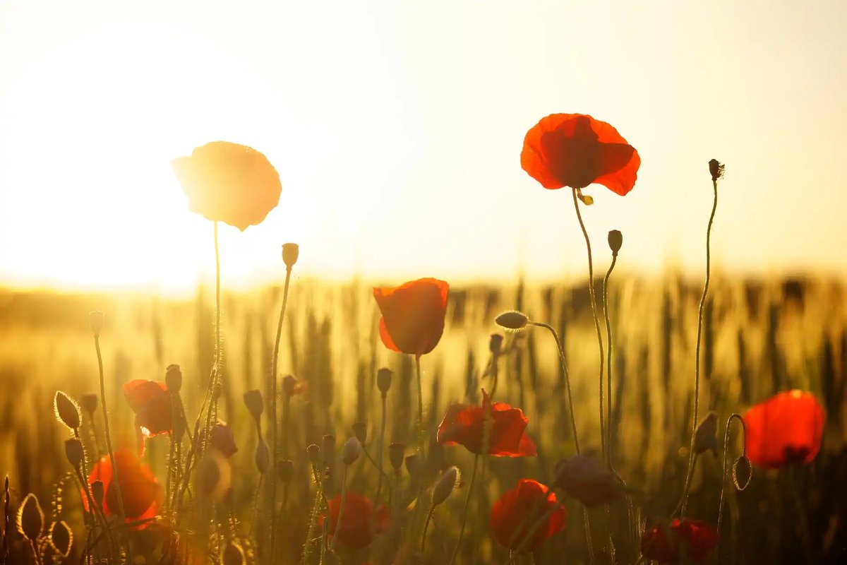Honouring the courage and sacrifice of those who have served
#RemembanceDay #LestWeForget