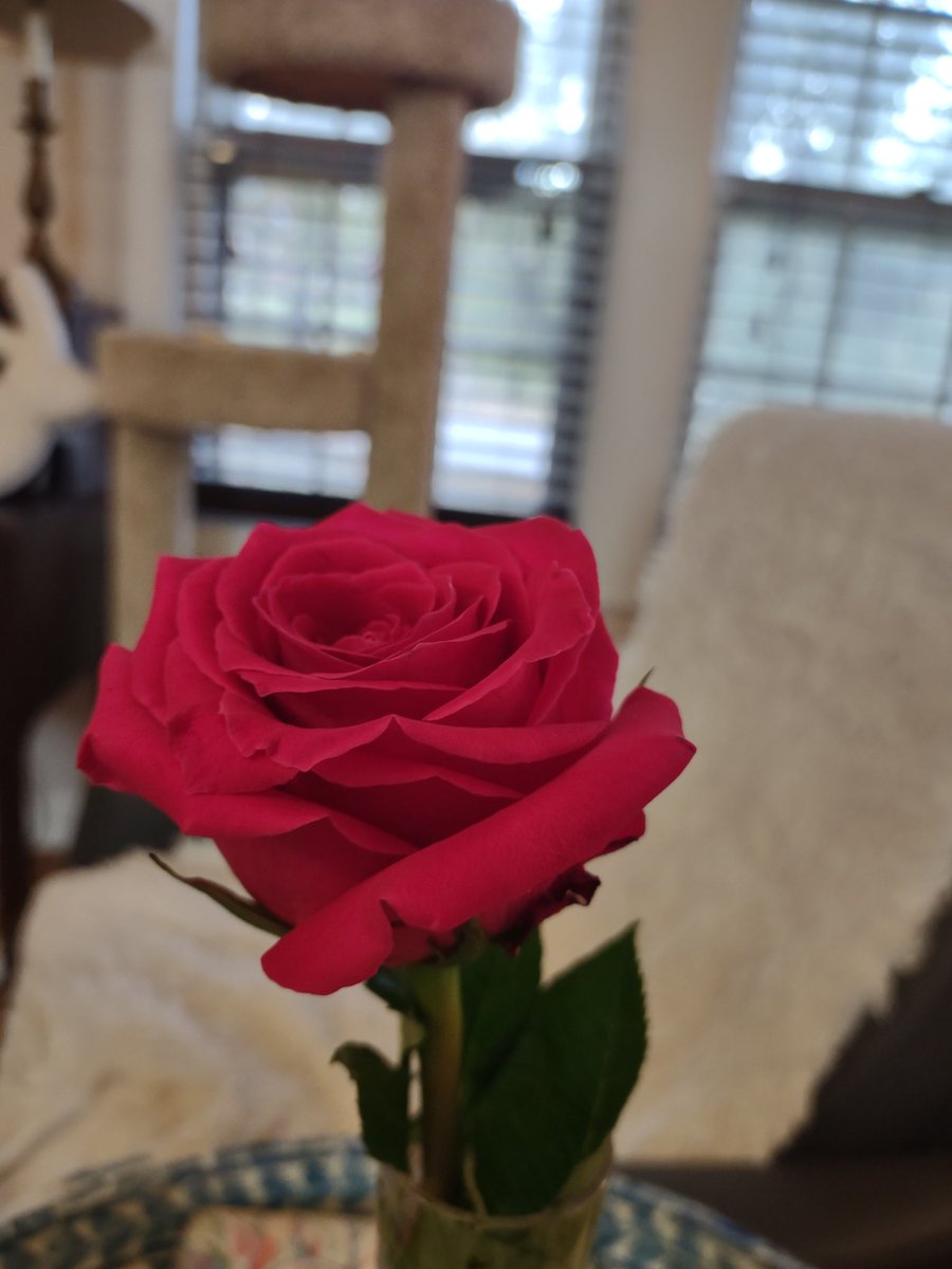 Msaking2's tweet image. To celebrate a child's birthday, the mom gave a rose to all the teachers. What a beautiful gift and a fabulous way to celebrate a birthday. Thank you! @OPS_Belvedere