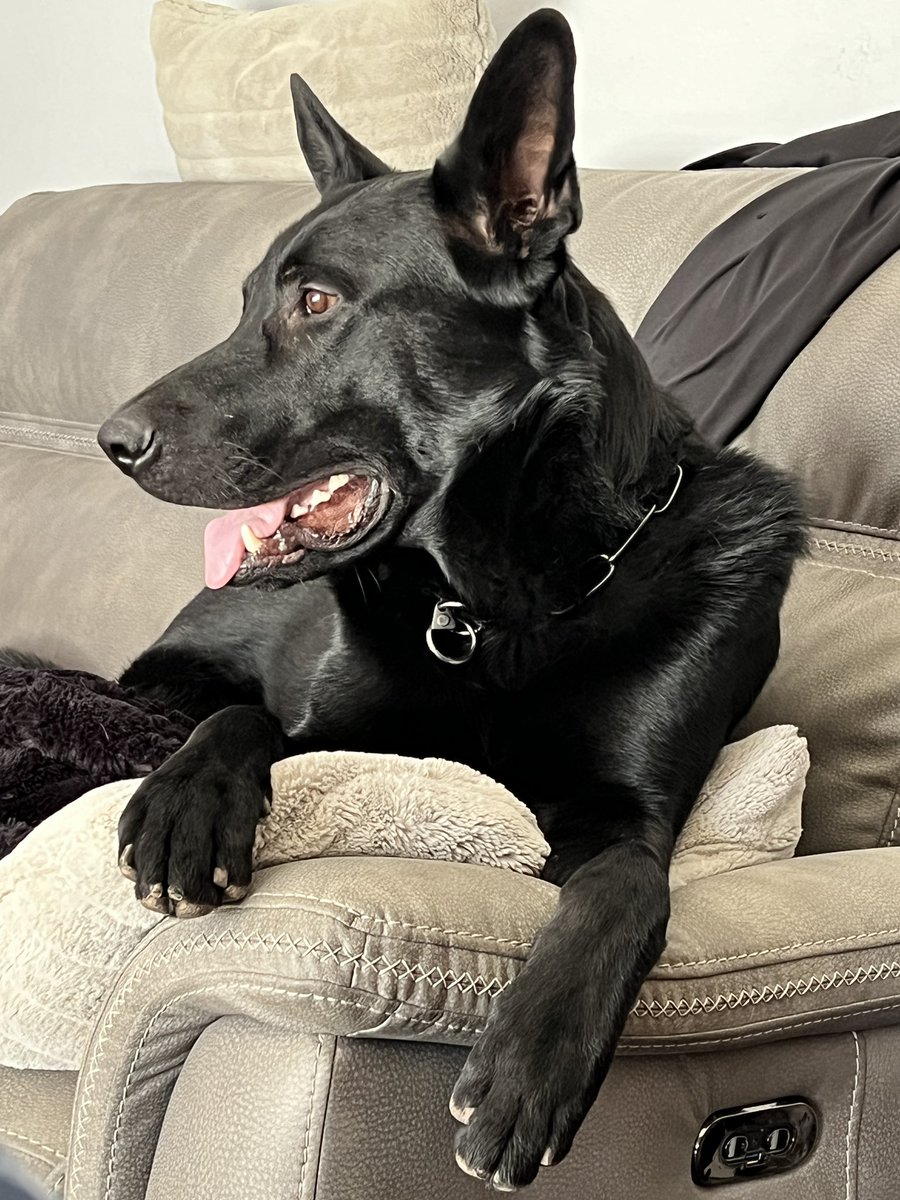 HiDef_K9's tweet image. Just a random #dog post. 
This is K9 Toretto chilling at home between jobs! 
#hidefk9 #explosivedetectiondog #bombdog #GermanShepherd