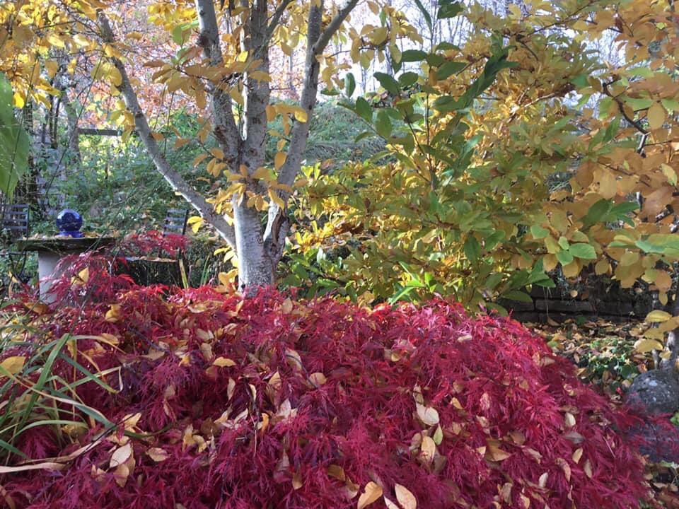Det finns ljus i mörkret när de tåligaste lövträden visar upp sig i solstrimman idag. Flikbladig bok, klöverlönnen, acer garnet .